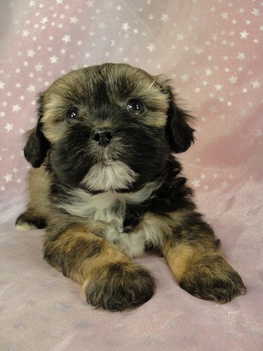 Male Lhasa Bichon Puppy for sale #11 Born September 15, 2011